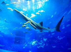 aquarium_02