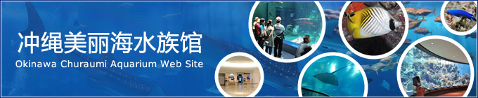 冲绳美丽海水族馆