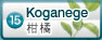 扁实柠檬