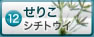 せりこ