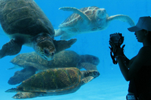 ウミガメ館 ウミガメ館