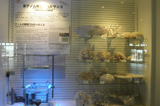全基因组解读珊瑚展示中