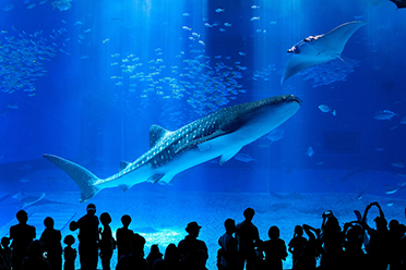 沖縄美ら海水族館