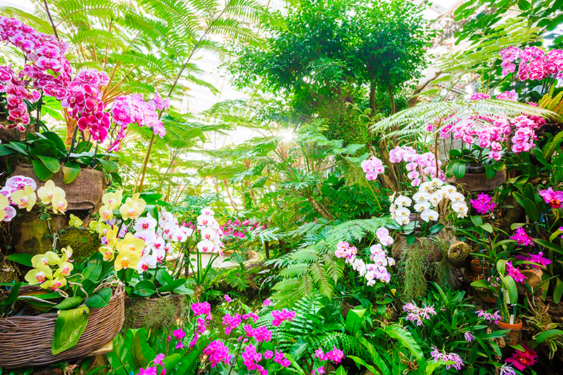 気高く咲き誇るランの花々