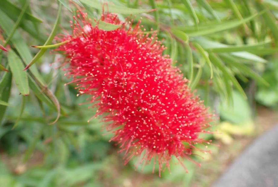 ホソバブラシノキ