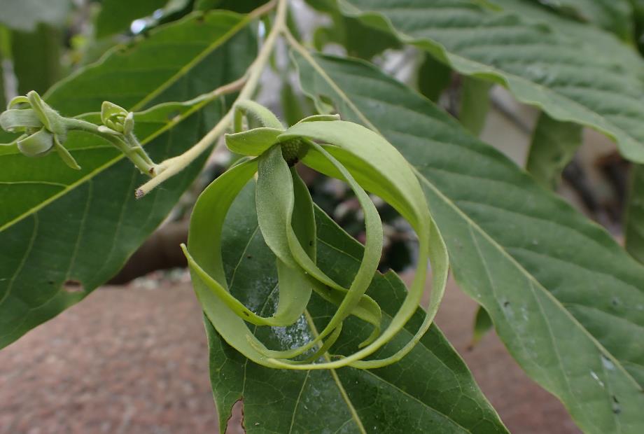 イランイランノキ